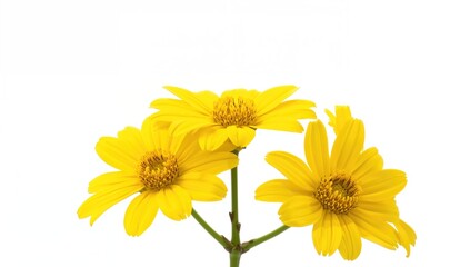 Yellow sneezeweed flowers on a white background, ideal for floral-themed designs,