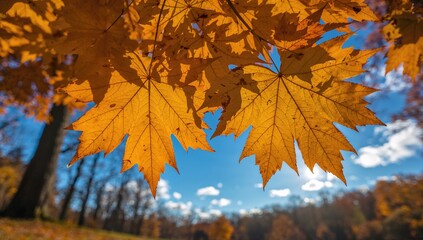 Golden autumn maple leaves contrasting with a blue sky, showcasing seasonal change
