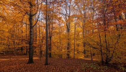 Fototapeta premium Autumn Colors, Seasonal Change