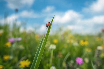 Insect resting on a grass blade during a vibrant spring day