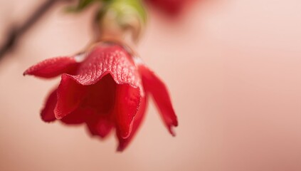 Close-up of a pomegranate flower, showcasing intricate details, beneficial for botanical studies