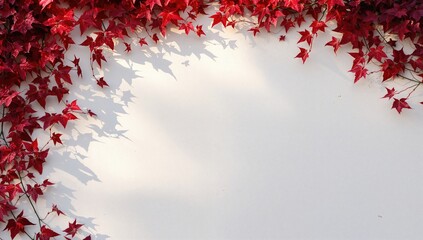 White wall covered in bright red ivy, bathed in morning light, ideal for editorial header background