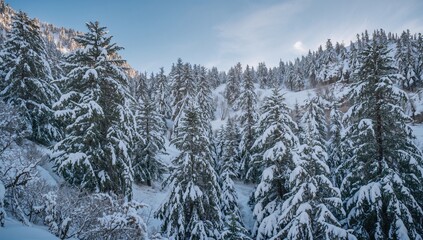 Fototapeta premium Winter snow-covered fir trees on a mountainside, seasonal change