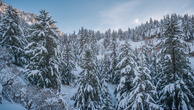 Winter snow-covered fir trees on a mountainside, seasonal change - Powered by Adobe