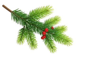 A spruce branch with green needles and red berries on a png transparent.