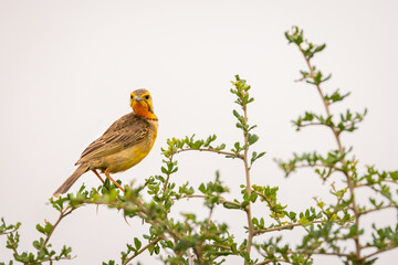 Orange-throated longclaw (cape longclaw) (macronyx capensis), Addo Elephant National Park, South Africa.