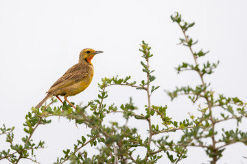 Orange-throated longclaw (cape longclaw) (macronyx capensis), Addo Elephant National Park, South Africa.