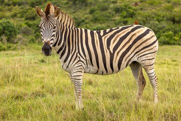 Plains zebra, equus quagga, equus burchellii, common zebra, Addo Elephant National Park, South Africa.