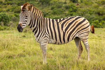Plains zebra, equus quagga, equus burchellii, common zebra, Addo Elephant National Park, South Africa.