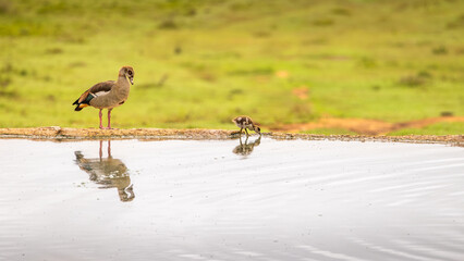 Egyptian nile goose (Alopochen aegyptiaca) with chick at a waterhole, Addo Elephant National Park, South Africa.