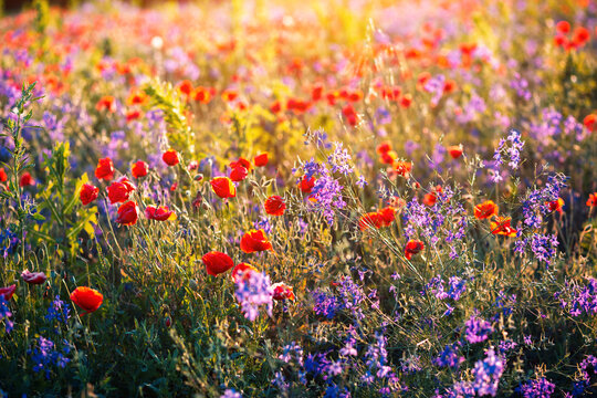 Small purple wildflowers of Consolida regalis and red poppies in spring meadow. - Powered by Adobe