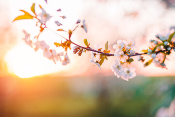 Splendid cherry blossoms gracefully adorn the bare branches at dawn.