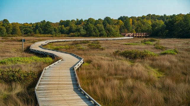 Curving wooden boardwalk through a marshy wetland with autumn trees