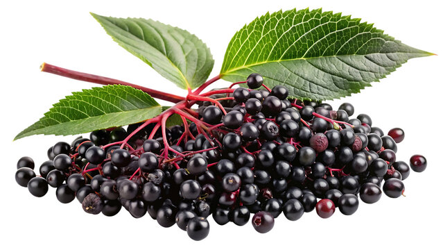 A cluster of ripe black elderberries with green leaves on a stem, isolated on a transparent background, showcasing the natural beauty and potential health benefits of this fruit - Powered by Adobe
