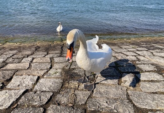 Naher Schwan am steinigen Ufer des Rheins bei Neuried mit zweitem Schwan im Wasser