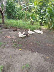 White Ducks Relaxing in a Tropical Backyard, Farm Poultry Resting on Soil