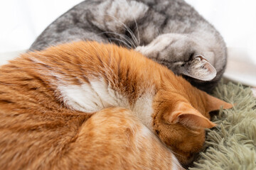 Fototapeta premium 窓辺で眠る二匹の猫 