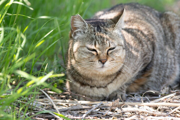 草の中からみつめる可愛い猫	