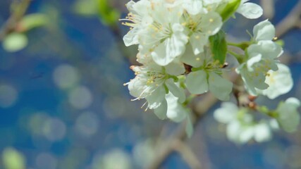 honeybee gathering nectar from blossoms, macro shot capturing bee in vibrant springtime floral environment