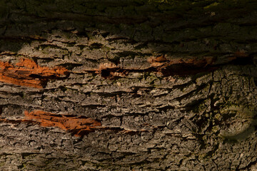 Close-up of textured tree bark showcasing intricate patterns and subtle orange highlights, perfect for nature and organic-themed projects.