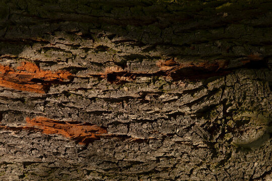 Close-up of textured tree bark showcasing intricate patterns and subtle orange highlights, perfect for nature and organic-themed projects.