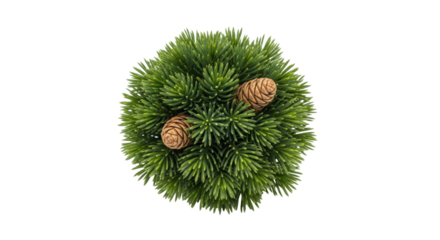 Isolated evergreen shrub with pine cones offers a winter holiday symbol for seasonal cards