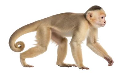 Velours gordijnen Aap Isolated Cebus monkey walking slowly, a charming primate with light brown fur looking around  © Isolde