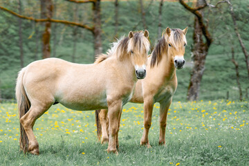 Two Norwegian Fjord horses standing on a green meadow in spring.