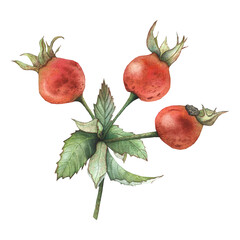rosehip branch, watercolor illustration for tableware, textiles, packaging, and design