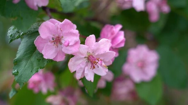 Close-up of delicate pink flowers with lush green leaves of apple tree in may , camera zooms in for detail