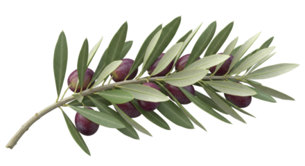 Isolated branch of ripe olives with green leaves ready for olive oil production studio shot