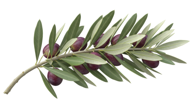 Isolated branch of ripe olives with green leaves ready for olive oil production studio shot - Powered by Adobe