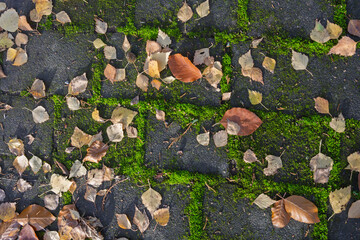 Gehweg mit Pflastersteinen in den Fugen wächst Moos und liegt Laub, Draufsicht