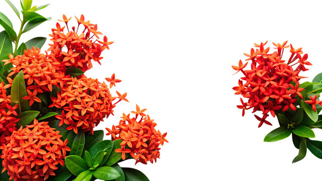 A vibrant cluster of bright orange ixora flowers with green leaves, isolated on a transparent background, showcasing the intricate details of each small bloom and petal