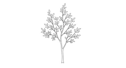 A delicate line drawing of a deciduous tree with many small leaves on its branches.