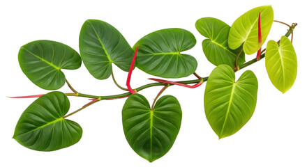 Fototapeta premium Isolated green heart shaped leaves of philodendron plant against no background for design use
