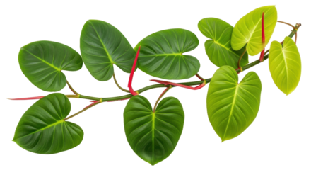 Isolated green heart shaped leaves of philodendron plant against no background for design use
