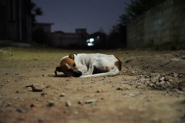 Lonely stray dog sleeping on a dark, dusty road at night