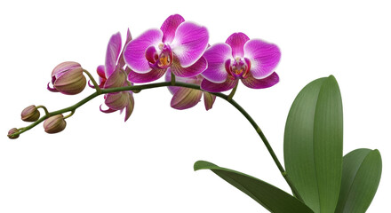 Isolated orchid branch with pink and white flowers and buds on white, floral, elegant, bloom