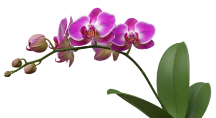 Isolated orchid branch with pink and white flowers and buds on white, floral, elegant, bloom