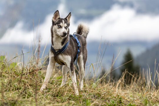Young husky with harness exploring a mountain landscape on an outdoor adventure - Powered by Adobe