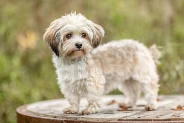 Tiny Maltese Dachshund mix standing on rocky ground in late summer autumn landscape beside a red poppy