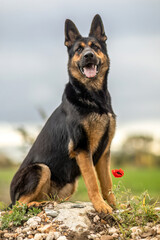 Short-haired German Shepherd sport line sitting in autumn landscape with warm natural colors
