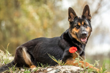 Short-haired German Shepherd sport line sitting in autumn landscape with warm natural colors