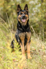 Short-haired German Shepherd sport line sitting in autumn landscape with warm natural colors