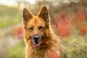 Long-haired German Shepherd in autumn scenery with warm colors and red berries in the background