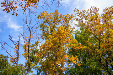 紅葉した公園の木々