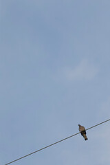 A solitary bird perched on a power line, silhouetted against a clear blue sky, capturing the essence of tranquility and nature's beauty.