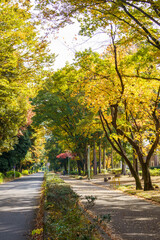 紅葉したケヤキの街路樹