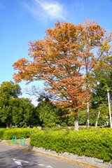 Naklejka premium 紅葉したさまざまな街路樹の木々